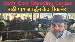 Best Rathi cow farm RAJUVAS bikaner  ( राठी गौ संवर्द्धन केंद्र वेटेरिनरी विश्वविद्यालय बीकानेर)