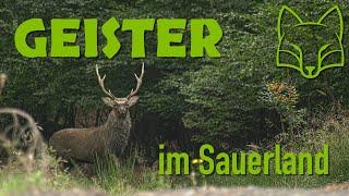 Sika-Brunft im Arnsberger Wald