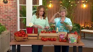 Girl Next Door 3-Piece Early Girl Plus Tomatoes Live Plants on QVC