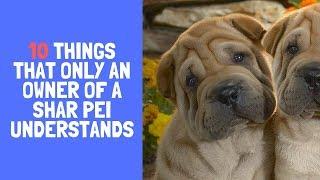 10 Things That Only An Owner Of a Shar Pei Understands