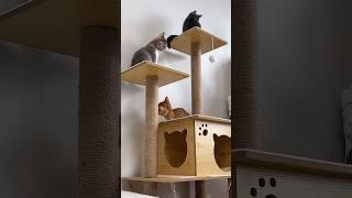 세냥이의 캣타워 활용법 cat tower #고양이 #캣타워 #cute #cat #shorts