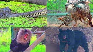 Dangerous Wildlife Animals Hindi Story | Vulture, Gharials, Crocodiles, Tiger, Bear, Macaque Monkey