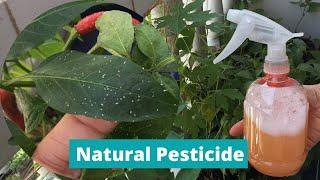 PESTICID DIY | INSECTE DE CASĂ | Pesticid natural pentru plante | Insecticid eficient
