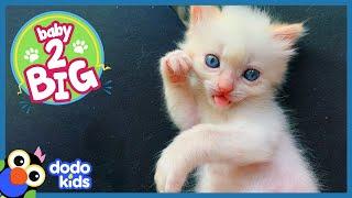 Pocket-Sized Kitten Grows Up To Be A Ninja Cat | Baby 2 Big | Dodo Kids