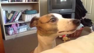 Whippet talking