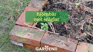 Björnbär mot sniglar - Trädgårdshacks med GardenR