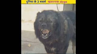 duniya ke sabse khatarnak kutte||Most strongest & dengerous dog breeds in the world#shorts