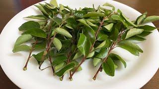 Curry Leaves Storage Tips | How to store Curry Leaves | Store Curry Leaves Fresh For A Month