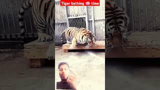 tiger  bathing  time. #viral#animals swag #angrytiger #angry #lion #zoo