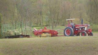 Making IDIOT Cubes with IH 966 (Baling Hay 2022)