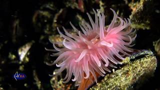 Актиния конская (Actinia equina)