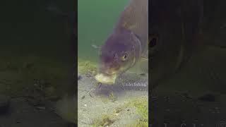 Bream Proof Rig #fishing #underwater #fail #underfishing