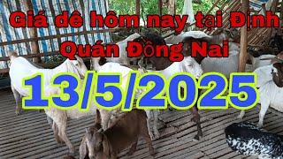 Giá dê hôm nay tại Định Quán Đồng Nai 13/5/2025 - Ù sáng nuôi dê