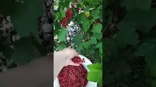  После цветения смородины обязательно делаем так! #дача #огород