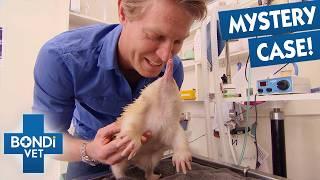 Rare Albino Echidna Mystery Solved by Vet! | Bondi Vet