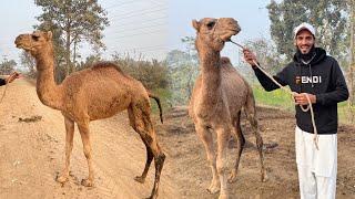 Ham Ny Apna Camel Ly Lia Ye Tha Surprise 