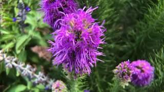 Plant Profile: Dense Blazing Star - Liatris spicata