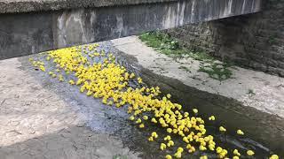 Duck Race