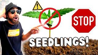 AVOID THESE SEEDLINGS!!!  Top Indoor Seed Starting Tips to Avoid Beginner Mistakes!