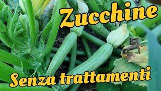 coltivare senza trattamenti le zucchine