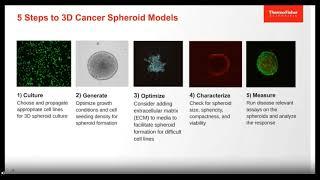 Disease model generation: 5 steps to a 3D cancer spheroid model