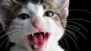 Cat - My animal friends - Animals Documentary -Kids educational Videos