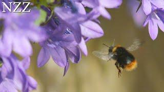 Von Insekten und Landwirten: Ideen für die Artenvielfalt | Ausschnitt aus einer Doku von NZZ Format