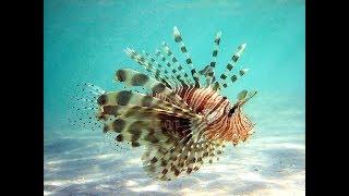 Facts: The Lionfish