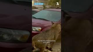 Bobcat gives military family a nature show in their Serra Mesa front yard | NBC 7 San Diego