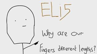 Why are our fingers different lengths? - Explain Like I'm Five