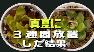 【 高温障害 / ジュレ 】多肉植物を真夏に放置したらトラブル苗続出【succulents】