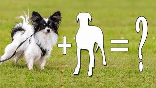 Top 10 Papillon Mixes – Which One Is Right For You?  | Papillon Mix Dog