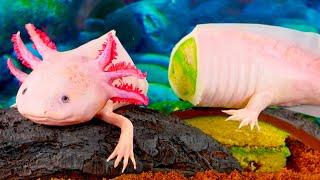 I Ate My Axolotl