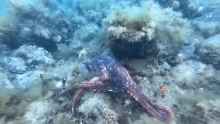 Deadly Love: Female Octopus Strangles Male After Mating