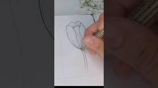 Relaxing time-lapse drawing of a Tulip flower #drawingtutorial #satisfyingdrawing #botanicalart