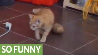 Kitten goes absolutely nuts on large potato