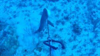 CATCH 2 & HALF  BAGS /SHARK  RUN UP GET DIRT #bestspearfishing #underwaterfishing