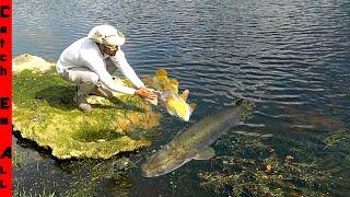 Giant INVASIVE FISH invades My Fishing Spot!