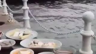 Сиз биласизми