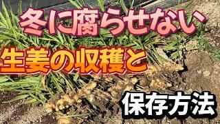 大きな生姜が採れる収穫タイミングと腐らせない保存方法