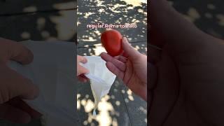 Can your dog poop bags do this?! #dog #bags #strong #tomato #test #doglovers