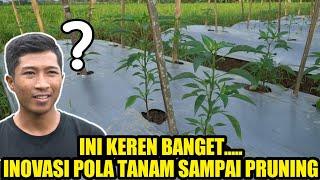 INOVASI PERTANIAN POLA TANAM CABE | CARA MENANAM CABE