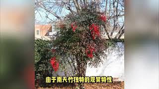 四季变色高雅的南天竹 庭院花园造景首选 美丽且危险的花园植物