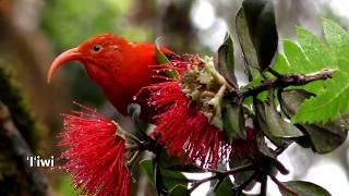 Jewels of the Forest: Kauai's Endangered Honeycreepers