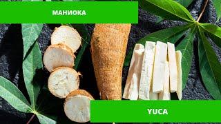 Корень юки (маниока). Как выбрать. Польза и вред юки.