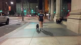 5 month old Catahoula Lab Mix, Groot ||| Philly Dog Trainers: Off Leash K9 Training