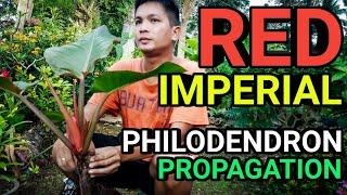 RED IMPERIAL OR RED EMERALD? PHILODENDRON PROPAGATION plantzilla bhl