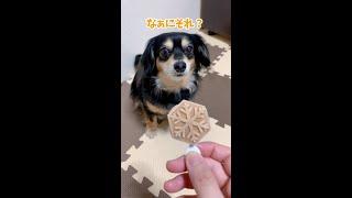 初めての文明（アイス）に触れた犬