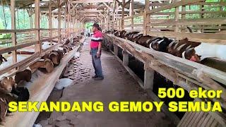 Ternak KAMBING BOER se KANDANG GEMOY SEMUA II REJO BEJOYO Farm