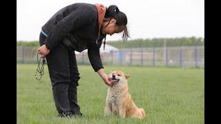 柴犬到底应该怎么选，你知道哪些才是真正的柴犬吗？\How should Shiba Inu be chosen? Do you know the breed standard?